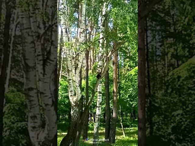 Дятел. Необыкновенное видео. смотреть онлайн