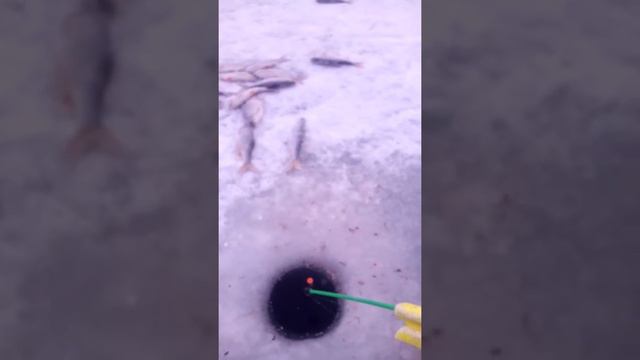 Ловля плотвы на Можайке смотреть онлайн