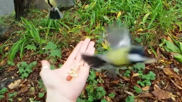 Едят ли синицы арахис? (Do titmouses eat peanuts?) смотреть онлайн