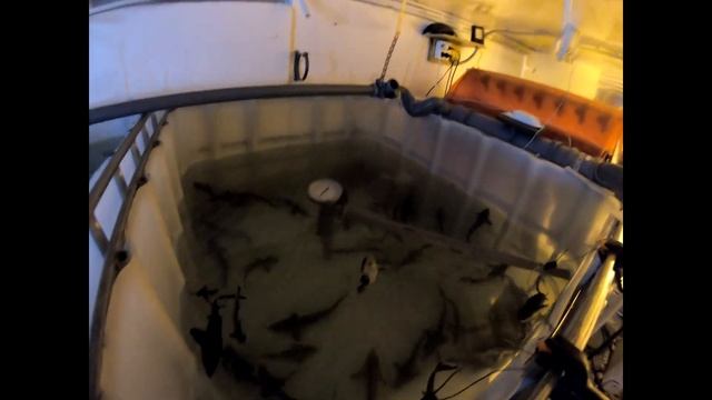 микро УЗВ почти готово, обзор фитофильтра+ пополнение смотреть онлайн