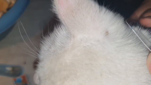 Зоопарк-шоу