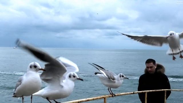 Озёрные чайки на море || Black-headed gulls on the sea смотреть онлайн