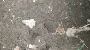 Звуки медведки брачный период