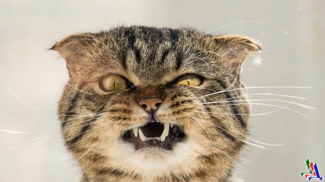 «Их сблизило горе» - обиженная морда ПСА лежала между лап и КОТ успокаивающе терся о неё своим ухом смотреть онлайн