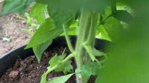 Как я формирую детерминантные томаты.