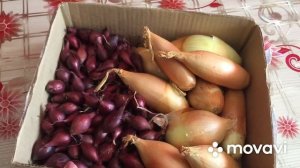 Лук шалот «Банановый гигант».