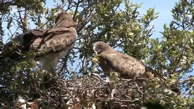 Wild Italy - L'Aquila reale [Documentario] смотреть онлайн