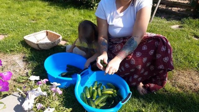 маринованые огурцы на зиму #огурцы #назиму #заготовки #мойдом #соленья смотреть онлайн