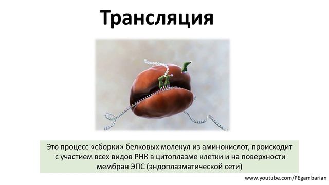 4. РНК и синтез белка (9 или 10-11 класс) - биология, подготовка к ЕГЭ и ОГЭ 2020 смотреть онлайн
