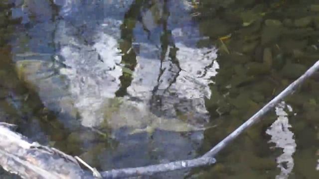 Нерест кеты 1 смотреть онлайн