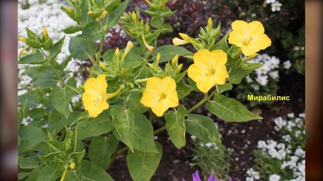 Ароматы вашего сада - часть 2 - многолетники смотреть онлайн