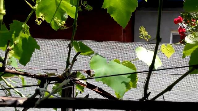 Типы цветения винограда и мероприятия по улучшению опыления винограда. смотреть онлайн