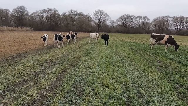 Минус 10, а мы пасёмся. смотреть онлайн