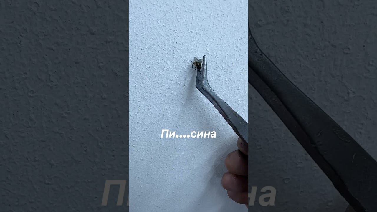 Муха на первом слое лака #carpainter #sagola #sata5500 #iwata #малярныеработы #покраскасвоимируками смотреть онлайн