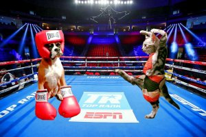 САМЫЕ СМЕШНЫЕ ПРИКОЛЫ ПРО СОБАК И КОШЕК 2023.
СОБАКИ ПРОТИВ КОШЕК.