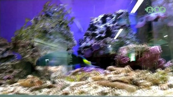 Иду в САМЫЙ БОЛЬШОЙ ЗООМАГАЗИН ZOOLAND со скейпами! Смотрим на рыбок и цены! 2 часть