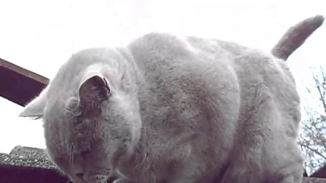 КОТ ФЕЛИКС НА КРЫШЕ.БРИТАНСКИЙ КОРОТКОШЕРСТНЫЙ КОТ ФЕЛИКС ВЫПУСК № 25 смотреть онлайн