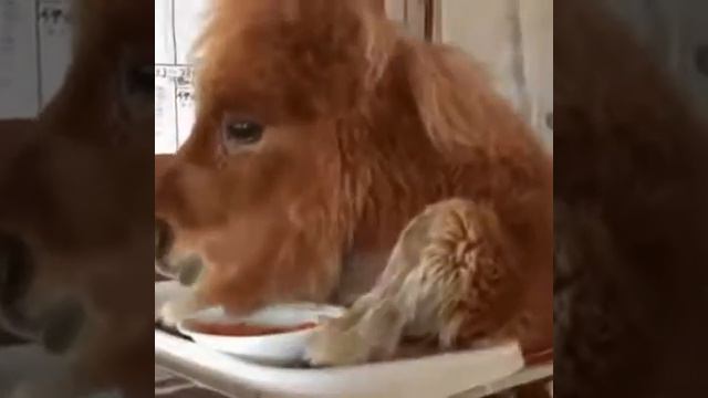 Просто милая пони кушает))) смотреть онлайн