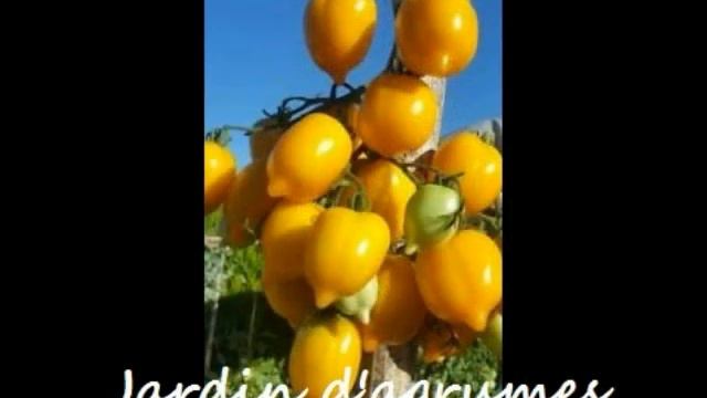 choix sur 32 variétés de tomates pour 2021 смотреть онлайн