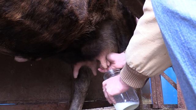 Milking Family Milk Cow for Beginners- What to do the first Day & Freezing Colostrum Mini Jersey смотреть онлайн