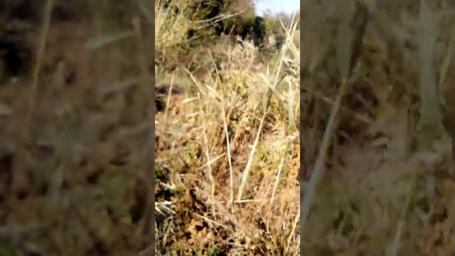 Я на дачи!!??? смотреть онлайн