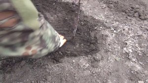 Посадка яблони Ред Кетти. rozapochtoi.ru