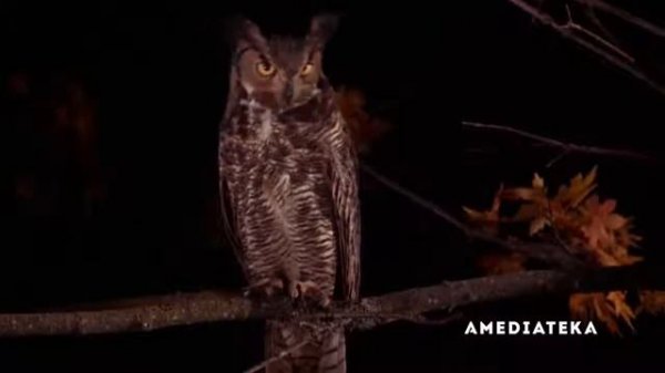 Феномен сериала Твин Пикс