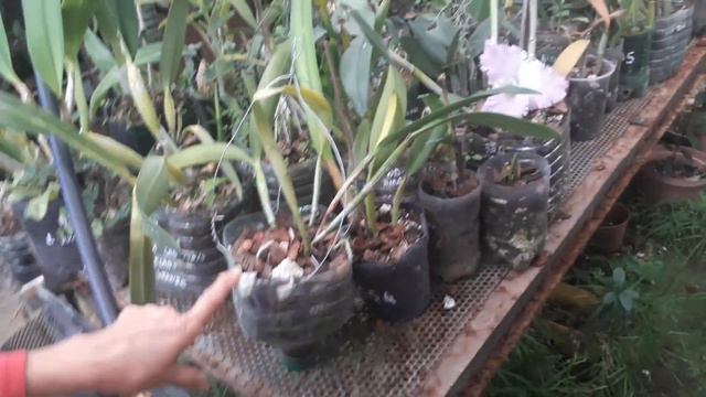 orquideas y sus cuidados смотреть онлайн