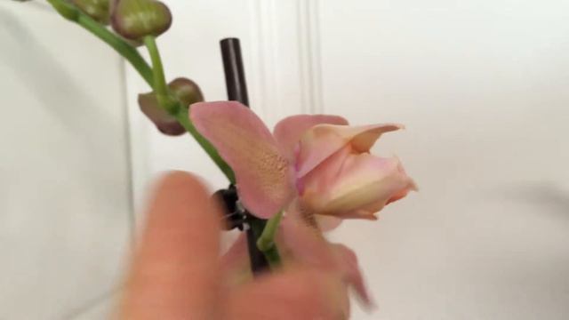 Peloric phalaenopsis with a ton of buds смотреть онлайн