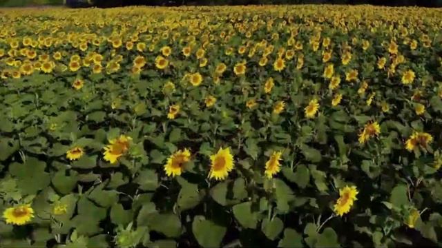 Место вдохновения Чайковского - город Каменка, Черкасская область смотреть онлайн