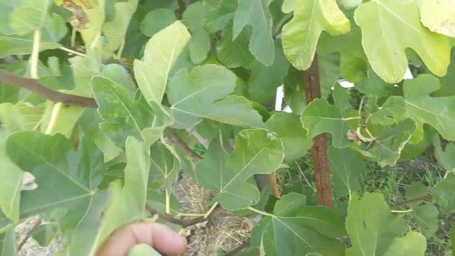 Ponte Tresa Fig Update смотреть онлайн