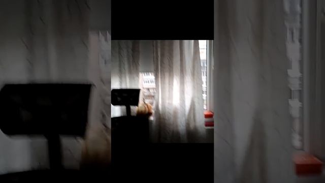 Трясогузка выполняет команду "ко мне" смотреть онлайн
