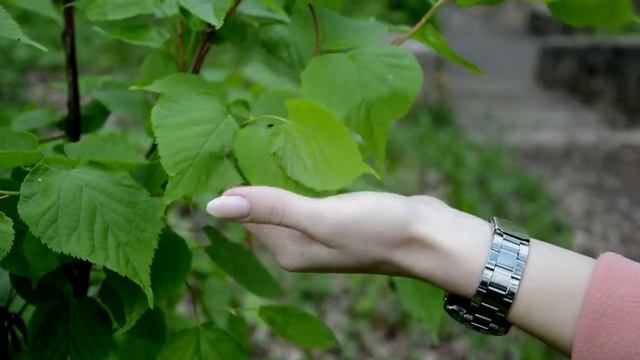 Прогулка в лесопарке | Nikon D3200 18-105mm смотреть онлайн