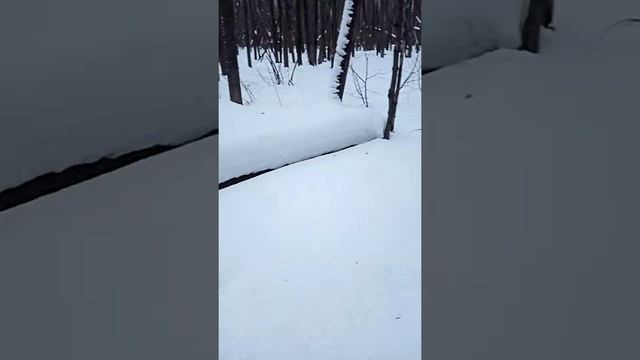 Динго Т150 и Бурлак-2 в лесу пробиваем дорогу на водохранилище в лесу снега выше колена.