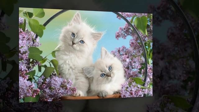 Няшные котята