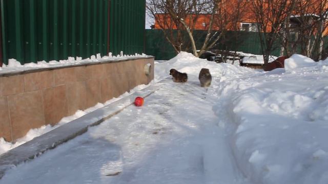 Амир Амулет Анвар смотреть онлайн