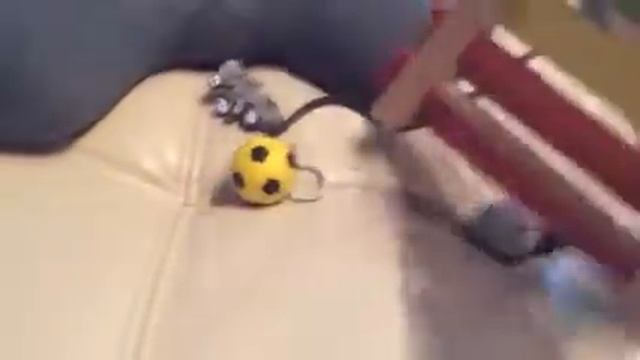 Развивающая песенка про белую сову смотреть онлайн