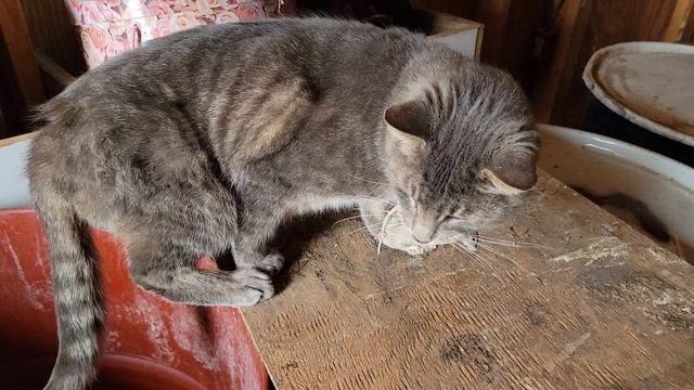 КОТ ? И ДВЕ МЫШИ ? смотреть онлайн