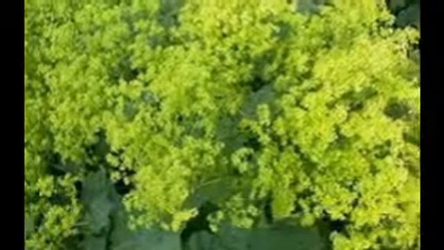 Alchemilla смотреть онлайн