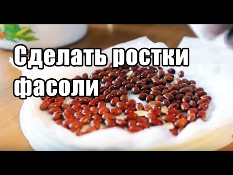 Как прорастить фасоль ростки фасоли дома смотреть онлайн