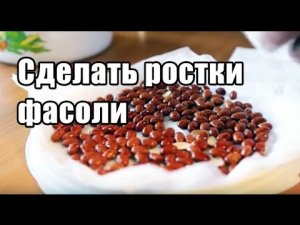 Как прорастить фасоль ростки фасоли дома