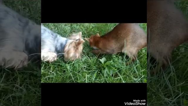 # Абиссинская кошка