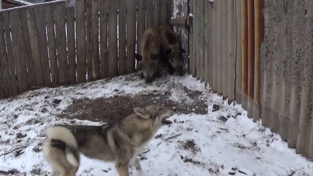 Жулик смотреть онлайн