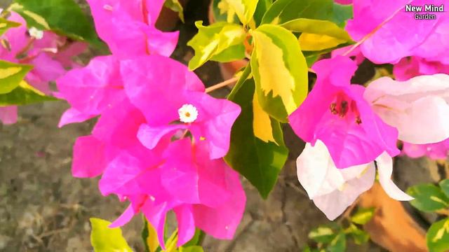 Bougainvillea