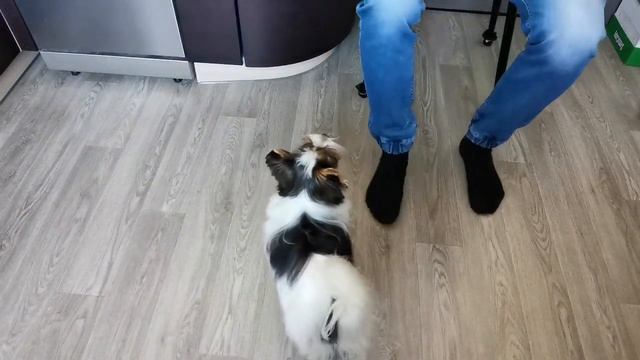 Бивер Йорк, дрессировка смотреть онлайн