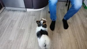 Бивер Йорк, дрессировка