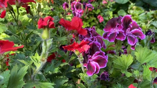 Как заставить КОРОЛЕВСКИЕ ПЕЛАРГОНИИ цвести все лето?? Мои СЕКРЕТЫ выращивания и ухода? смотреть онлайн