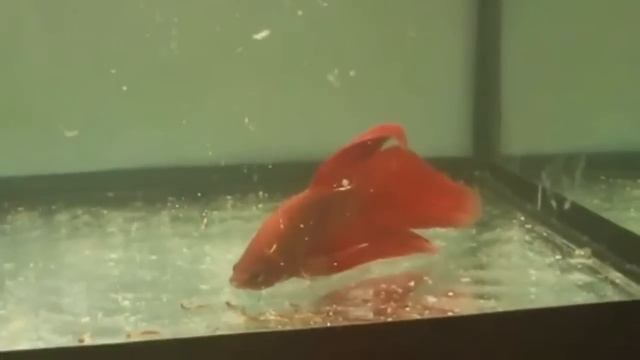 Рыба "Петушок". Бойцовая рыба или сиамский петушок. Уход, содержание и размножение. смотреть онлайн