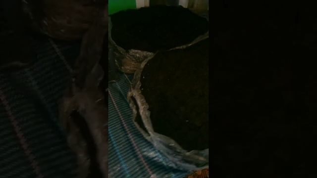Шампиньоны. Выращивание.1 часть. смотреть онлайн