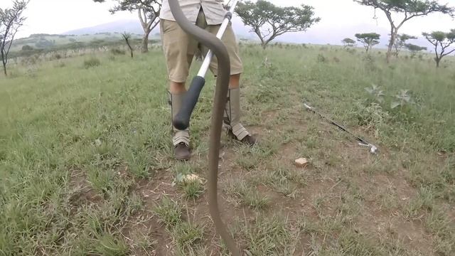 Black Mamba (Dendroaspis polylepis) | Herping South Africa смотреть онлайн